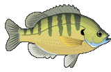 fish13